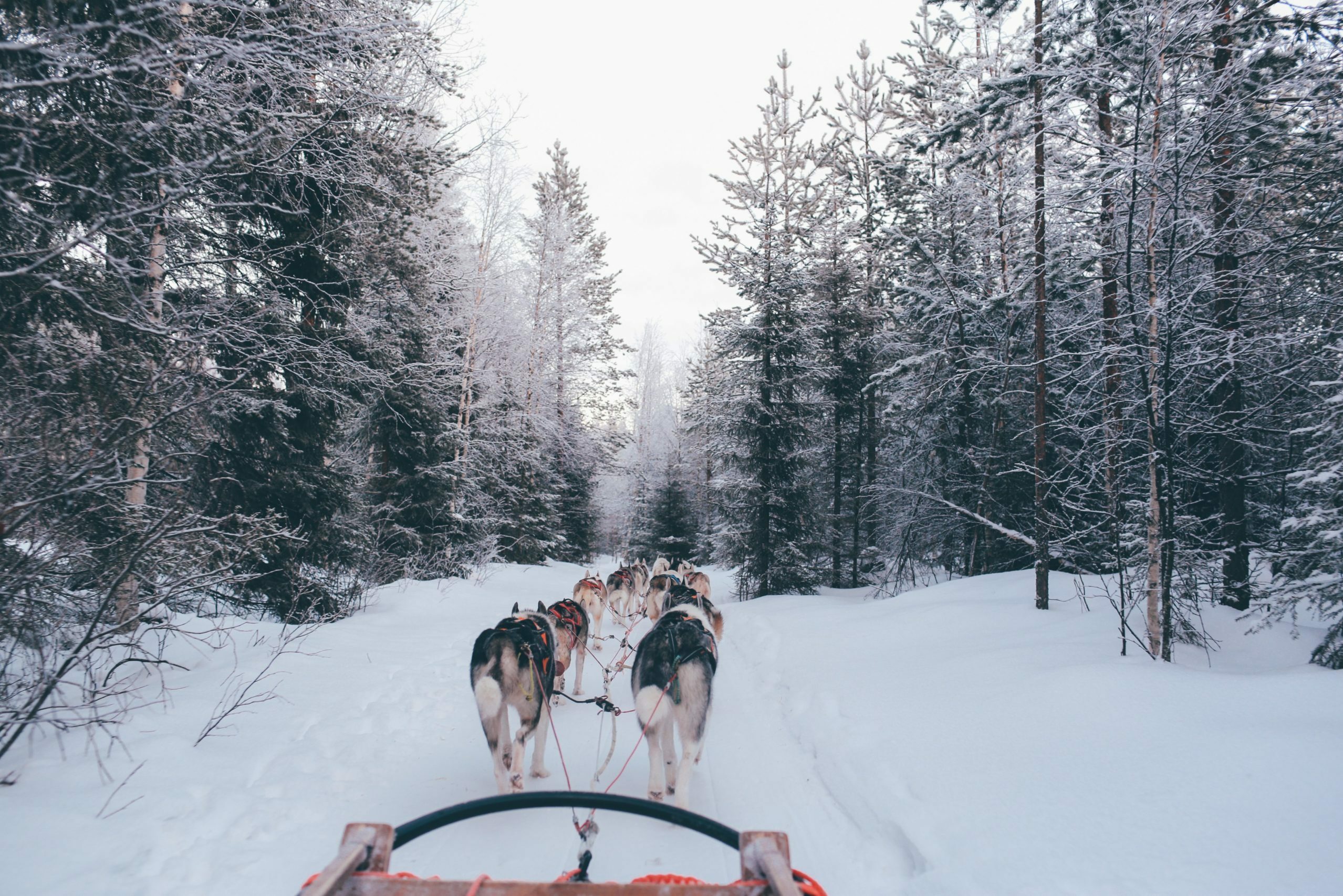 cropped-cropped-fox-jia-254417-unsplash-scaled-1.jpg